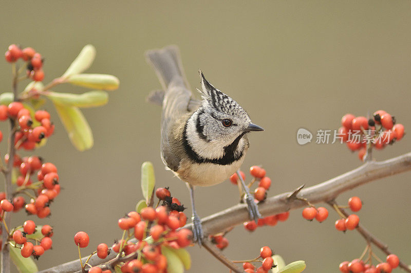 卷尾铁匠。(Lophophanes cristatus)。小的食虫和林业鸟类，很容易通过其特有的羽冠识别。